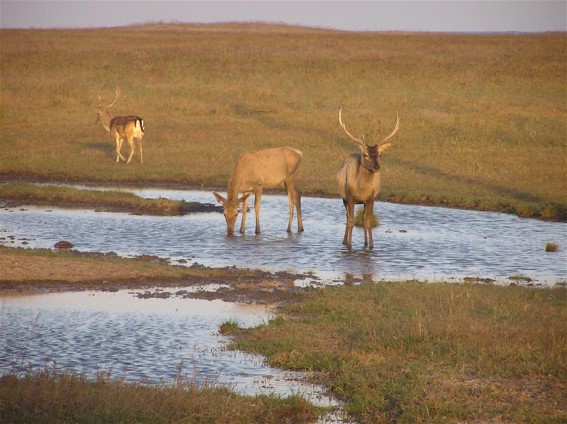 Image - The Byriuchyi Island: part of the Azov-Syvash Game Reserve.